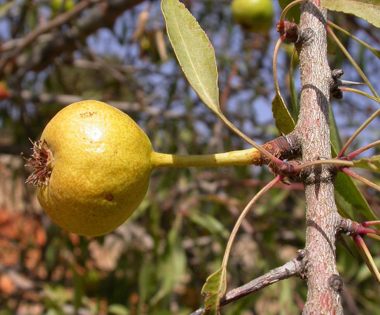  بذر گلابی سوری 